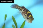 dichotomyctere fluviatilis dichotomyctere fluviatilis
