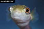 dichotomyctere fluviatilis dichotomyctere fluviatilis