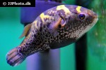 dichotomyctere fluviatilis dichotomyctere fluviatilis
