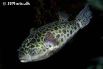 dichotomyctere nigroviridis dichotomyctere nigroviridis