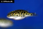 dichotomyctere nigroviridis dichotomyctere nigroviridis