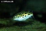 dichotomyctere nigroviridis dichotomyctere nigroviridis