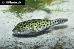 dichotomyctere nigroviridis dichotomyctere nigroviridis