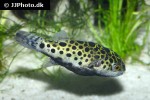 dichotomyctere nigroviridis dichotomyctere nigroviridis