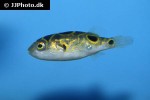 dichotomyctere ocellatus dichotomyctere ocellatus