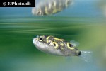 dichotomyctere ocellatus dichotomyctere ocellatus