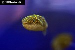 dichotomyctere ocellatus dichotomyctere ocellatus