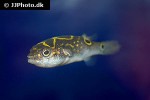 dichotomyctere ocellatus dichotomyctere ocellatus