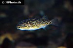 dichotomyctere ocellatus dichotomyctere ocellatus