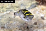 dichotomyctere ocellatus dichotomyctere ocellatus