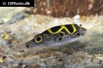 dichotomyctere ocellatus dichotomyctere ocellatus