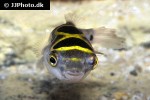 dichotomyctere ocellatus dichotomyctere ocellatus