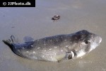 ephippion guttifer ephippion guttifer
