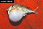 lagocephalus lunaris lagocephalus lunaris