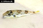 lagocephalus sceleratus lagocephalus sceleratus