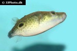 pao barbatus pao barbatus