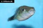 pao barbatus pao barbatus