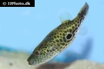 pao barbatus pao barbatus