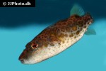 pao cf cochinchinensis pao cf cochinchinensis