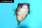 pao cf cochinchinensis pao cf cochinchinensis