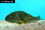 pao turgidus pao turgidus