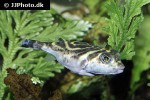 sphoeroides annulatus sphoeroides annulatus