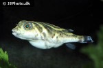 sphoeroides annulatus sphoeroides annulatus
