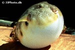 sphoeroides maculatus sphoeroides maculatus