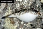 sphoeroides testudineus sphoeroides testudineus