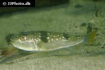 takifugu alboplumbeus takifugu alboplumbeus