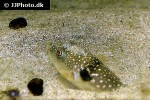 takifugu alboplumbeus takifugu alboplumbeus