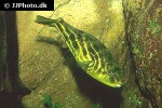 tetraodon lineatus tetraodon lineatus