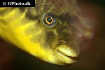 tetraodon lineatus tetraodon lineatus