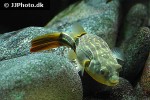 tetraodon lineatus tetraodon lineatus