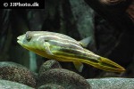 tetraodon lineatus tetraodon lineatus