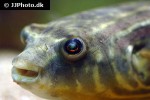 tetraodon lineatus tetraodon lineatus