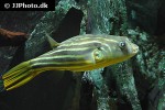 tetraodon lineatus tetraodon lineatus