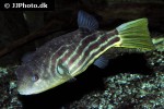 tetraodon lineatus tetraodon lineatus