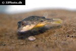 tetraodon lineatus tetraodon lineatus