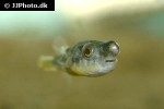 tetraodon lineatus tetraodon lineatus