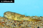 tetraodon mbu tetraodon mbu