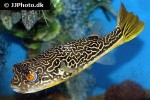 tetraodon mbu tetraodon mbu