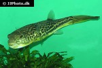 tetraodon mbu tetraodon mbu
