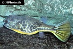 tetraodon mbu tetraodon mbu