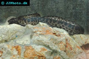 Pythons