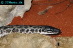 antaresia childreni spotted python antaresia childreni spotted python