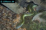 apodora papuanus papuan water python apodora papuanus papuan water python