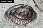 aspidites ramsayi woma python aspidites ramsayi woma python