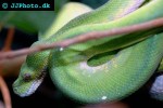 leiopython albertisii whitelipped python leiopython albertisii whitelipped python