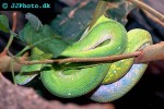 leiopython albertisii whitelipped python leiopython albertisii whitelipped python